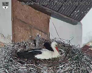 Capi_Dubne_20250512_080002.jpg (1350 x 1080)