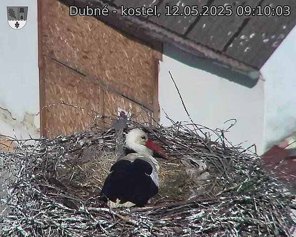 Capi_Dubne_20250512_091003.jpg (1350 x 1080)