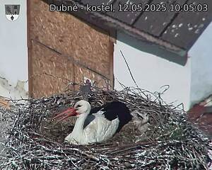 Capi_Dubne_20250512_100503.jpg (1350 x 1080)