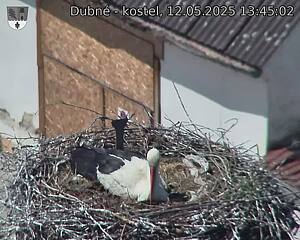 Capi_Dubne_20250512_134502.jpg (1350 x 1080)