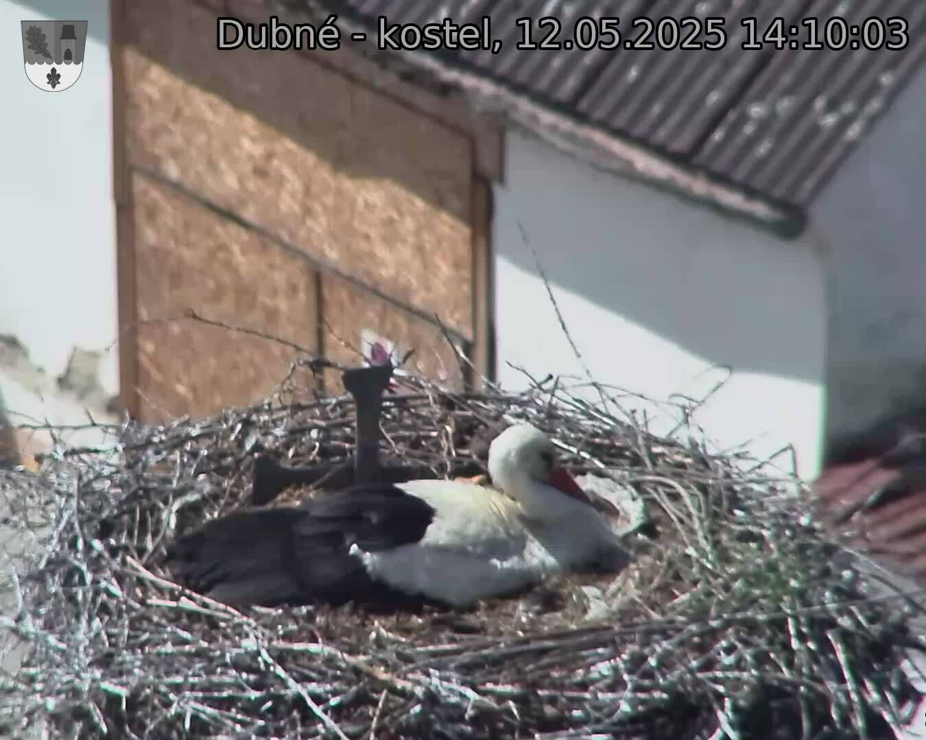Capi_Dubne_20250512_141003.jpg (1350 x 1080)