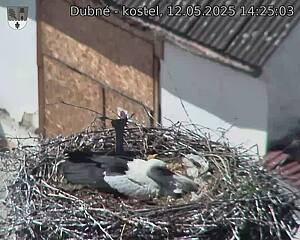Capi_Dubne_20250512_142503.jpg (1350 x 1080)