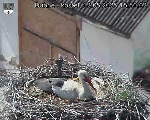 Capi_Dubne_20250512_155003.jpg (1350 x 1080)