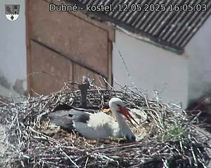 Capi_Dubne_20250512_160503.jpg (1350 x 1080)