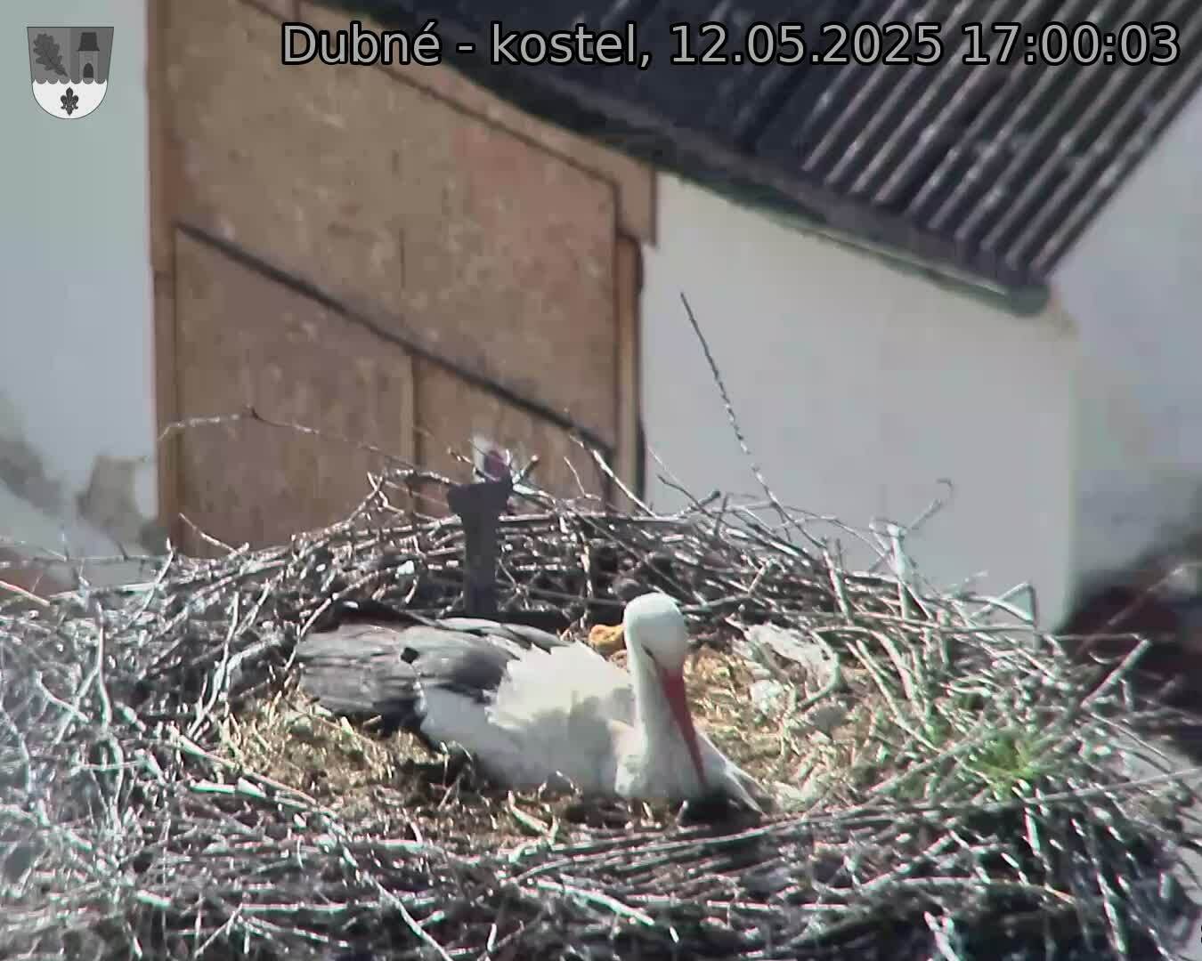 Capi_Dubne_20250512_170003.jpg (1350 x 1080)