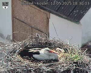 Capi_Dubne_20250512_183003.jpg (1350 x 1080)