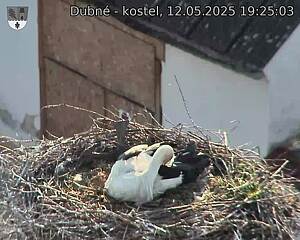 Capi_Dubne_20250512_192503.jpg (1350 x 1080)