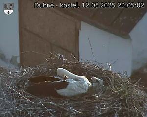 Capi_Dubne_20250512_200502.jpg (1350 x 1080)