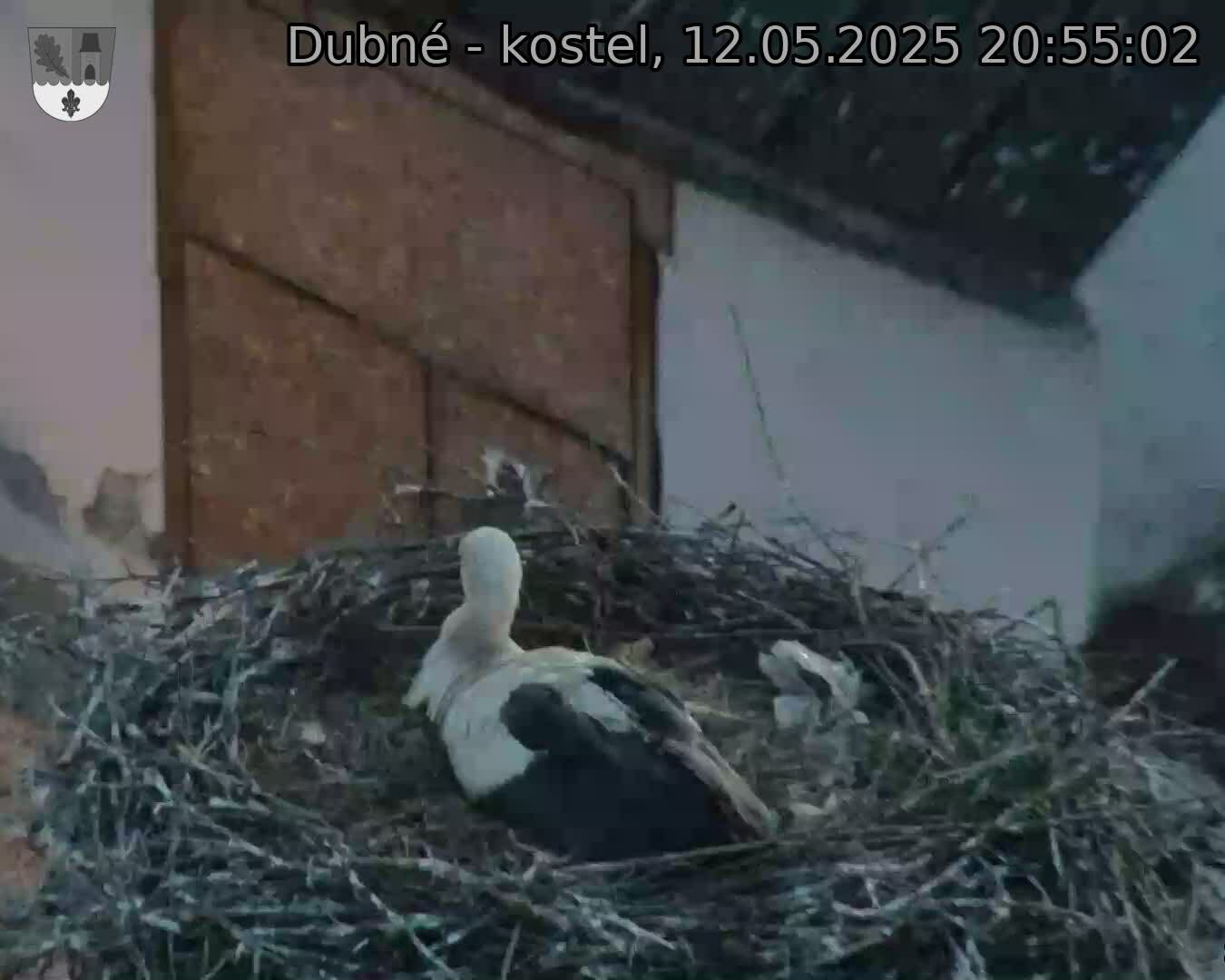 Capi_Dubne_20250512_205502.jpg (1350 x 1080)