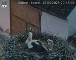 Capi_Dubne_20250512_205502.jpg