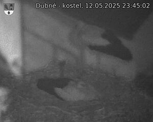 Capi_Dubne_20250512_234502.jpg (1350 x 1080)