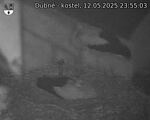 Capi_Dubne_20250512_235503.jpg