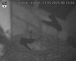 Capi_Dubne_20250513_001502.jpg