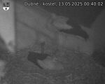 Capi_Dubne_20250513_004002.jpg
