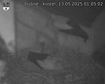 Capi_Dubne_20250513_010502.jpg