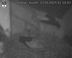 Capi_Dubne_20250513_011003.jpg