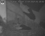 Capi_Dubne_20250513_012002.jpg