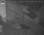 Capi_Dubne_20250513_013002.jpg