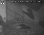 Capi_Dubne_20250513_014003.jpg