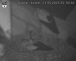 Capi_Dubne_20250513_015002.jpg