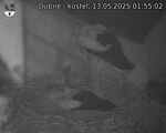 Capi_Dubne_20250513_015502.jpg