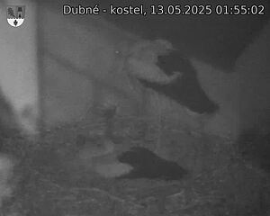 Capi_Dubne_20250513_015502.jpg (1350 x 1080)