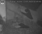 Capi_Dubne_20250513_020502.jpg