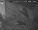 Capi_Dubne_20250513_022502.jpg