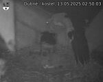 Capi_Dubne_20250513_025003.jpg