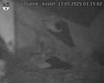 Capi_Dubne_20250513_031502.jpg