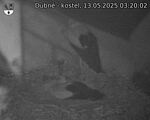 Capi_Dubne_20250513_032002.jpg