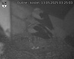 Capi_Dubne_20250513_032503.jpg