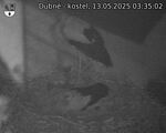 Capi_Dubne_20250513_033502.jpg