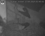 Capi_Dubne_20250513_034502.jpg