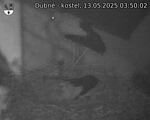 Capi_Dubne_20250513_035002.jpg