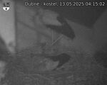 Capi_Dubne_20250513_041502.jpg