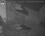 Capi_Dubne_20250513_042503.jpg