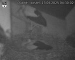 Capi_Dubne_20250513_043002.jpg