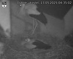 Capi_Dubne_20250513_043502.jpg