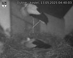 Capi_Dubne_20250513_044003.jpg