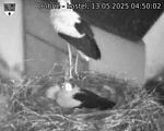 Capi_Dubne_20250513_045002.jpg