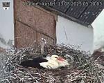 Capi_Dubne_20250513_051003.jpg