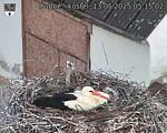 Capi_Dubne_20250513_051502.jpg