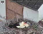 Capi_Dubne_20250513_052002.jpg