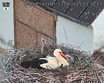 Capi_Dubne_20250513_053003.jpg