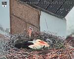 Capi_Dubne_20250513_053502.jpg