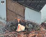Capi_Dubne_20250513_054003.jpg