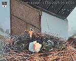 Capi_Dubne_20250513_054503.jpg