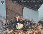 Capi_Dubne_20250513_055503.jpg