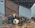 Capi_Dubne_20250513_060003.jpg